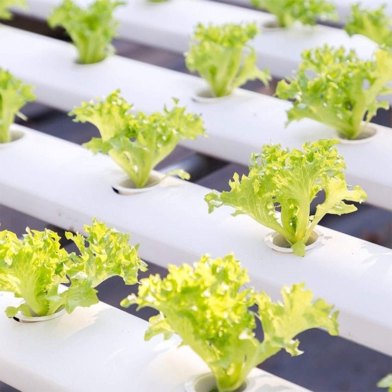 Hydroponic Vegetable Growing Basket Set - GreenroseAffiliates